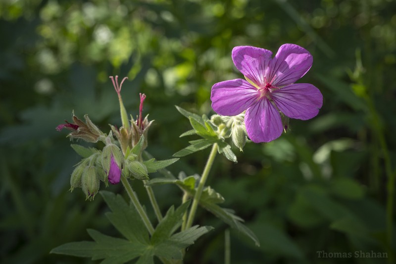Sticky Purple Geranium photo 7