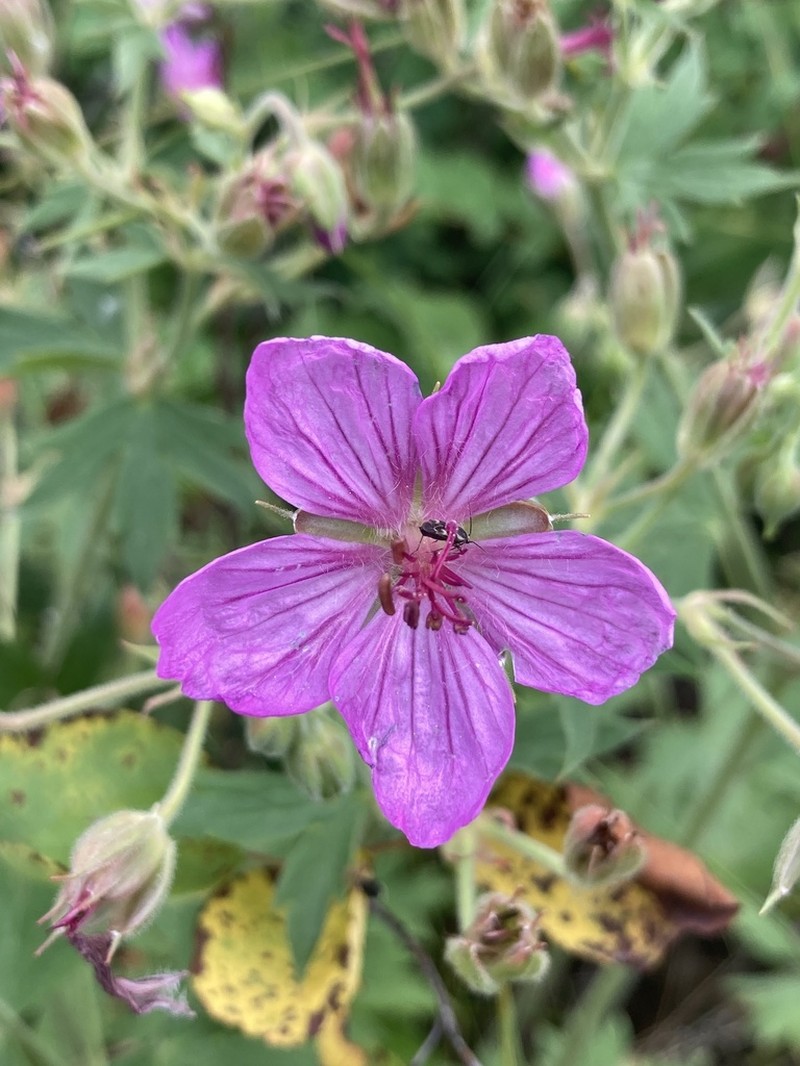 Sticky Purple Geranium photo 8