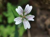 Geranium wakkerstroomianum