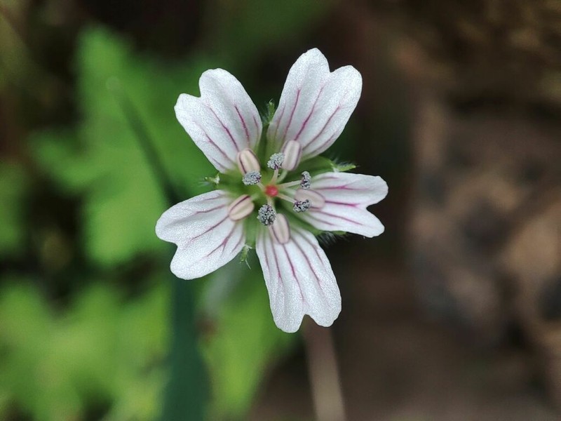 Geranium wakkerstroomianum