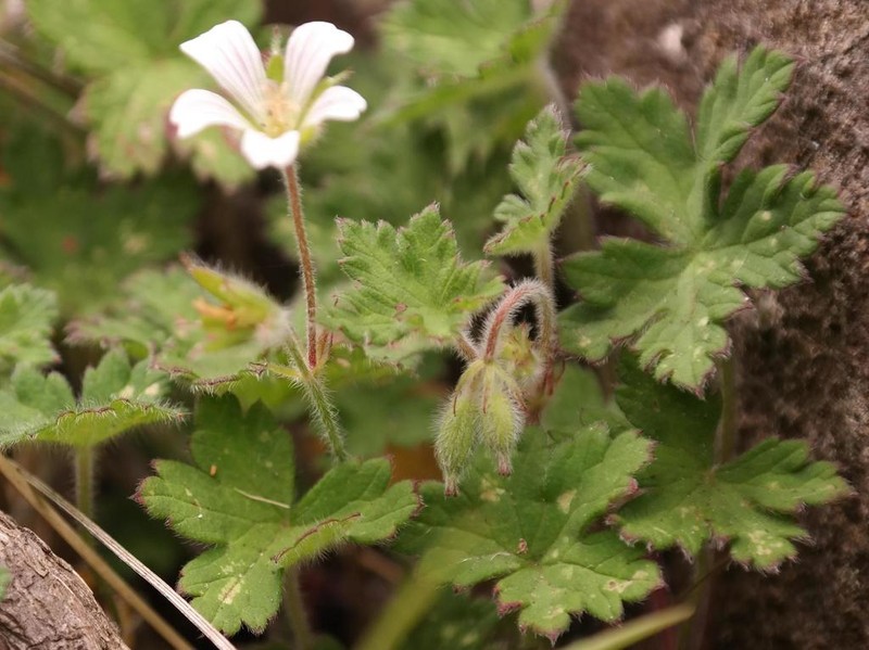 Geranium wakkerstroomianum photo 2