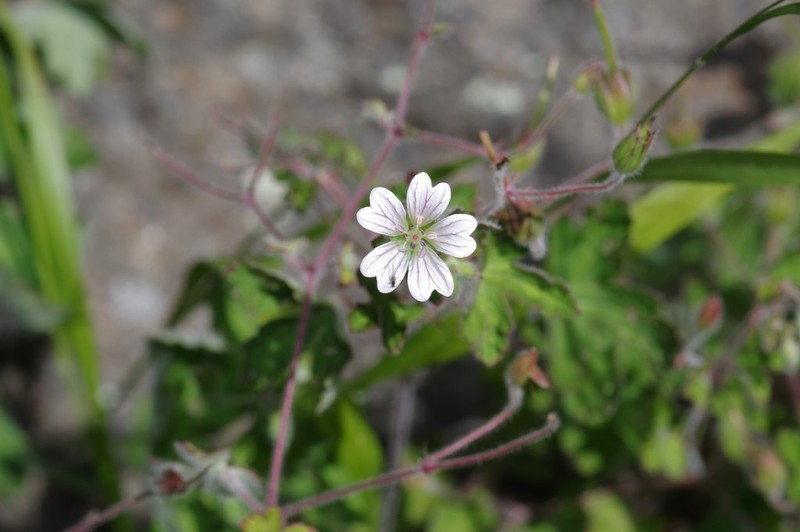 Geranium wakkerstroomianum photo 3