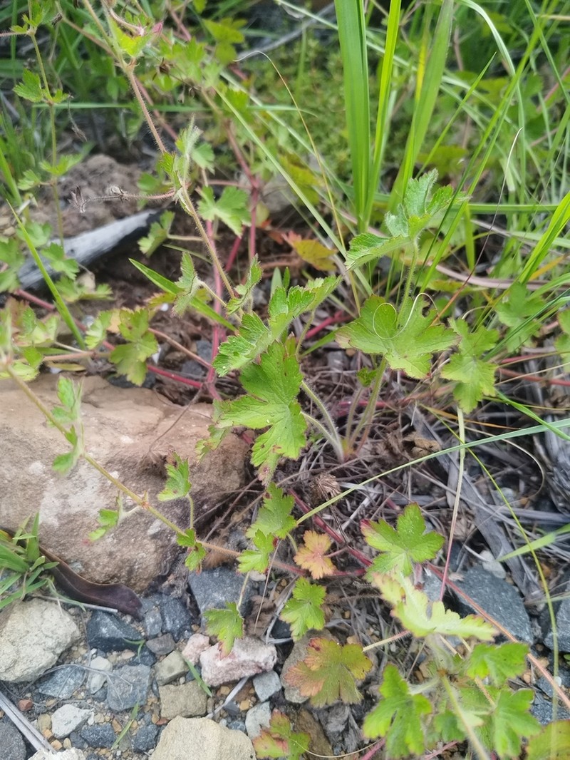 Geranium wakkerstroomianum photo 5