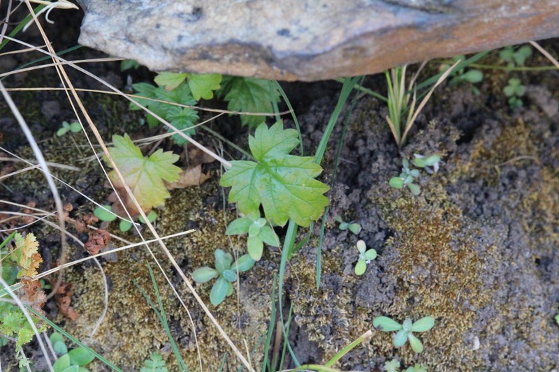 Geranium wakkerstroomianum photo 7