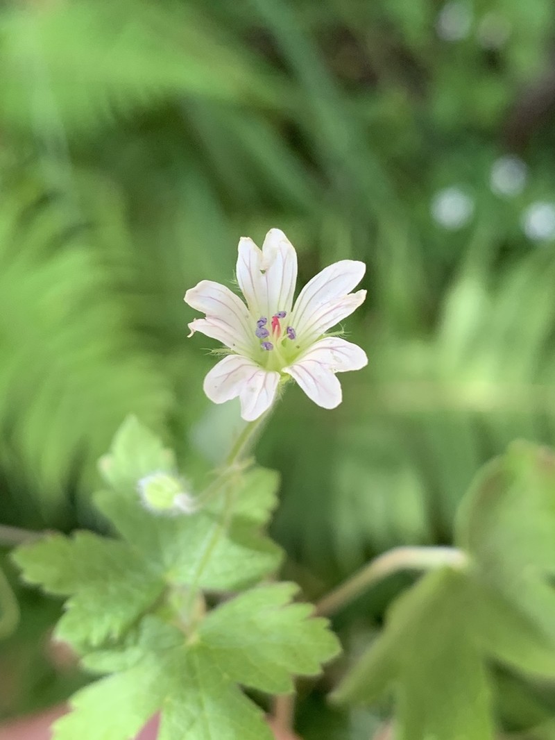 Geranium wakkerstroomianum photo 8