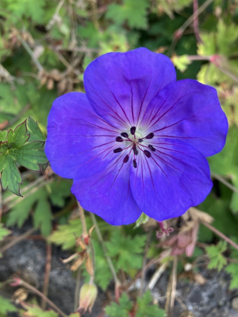 Geranium wallichianum