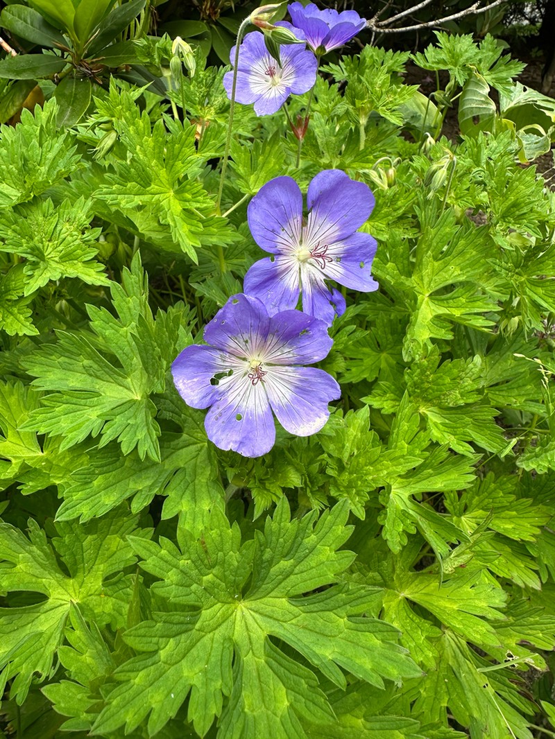 Geranium wallichianum photo 2