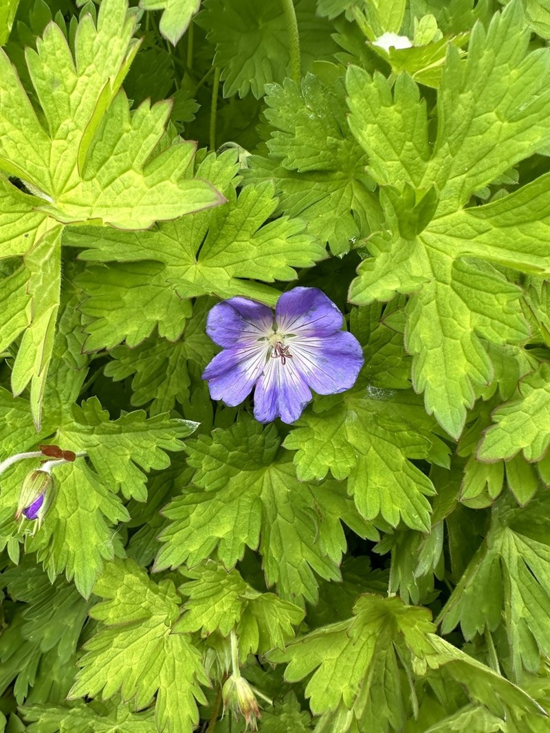 Geranium wallichianum photo 3