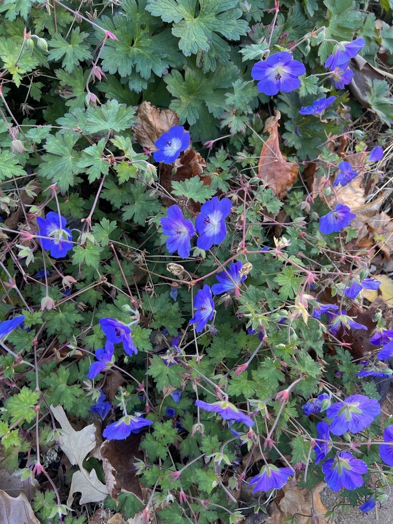 Geranium wallichianum photo 4