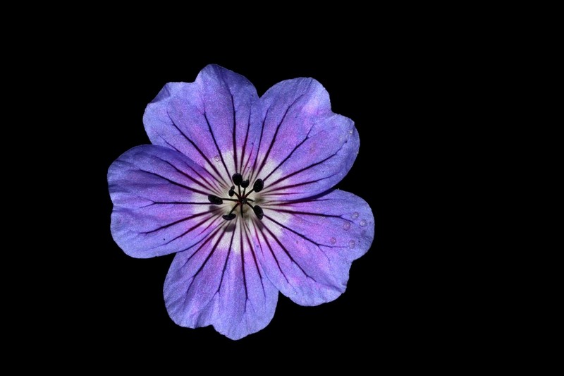 Geranium wallichianum photo 5