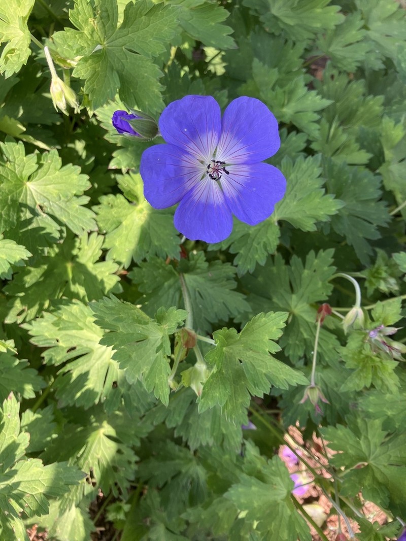 Geranium wallichianum photo 6
