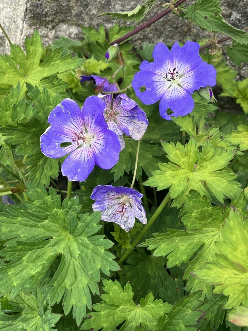 Geranium wallichianum photo 7