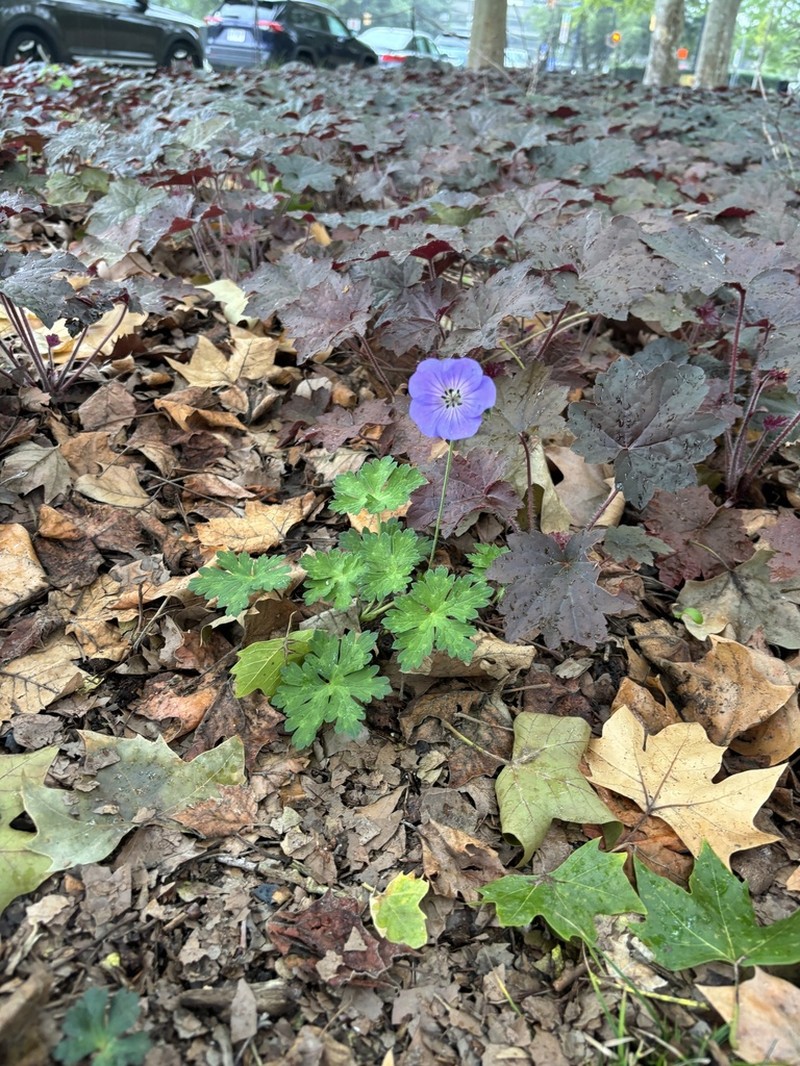 Geranium wallichianum photo 8