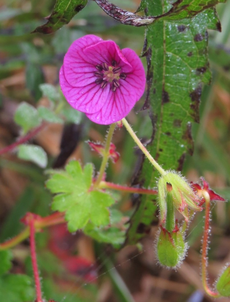 Geranium wardii