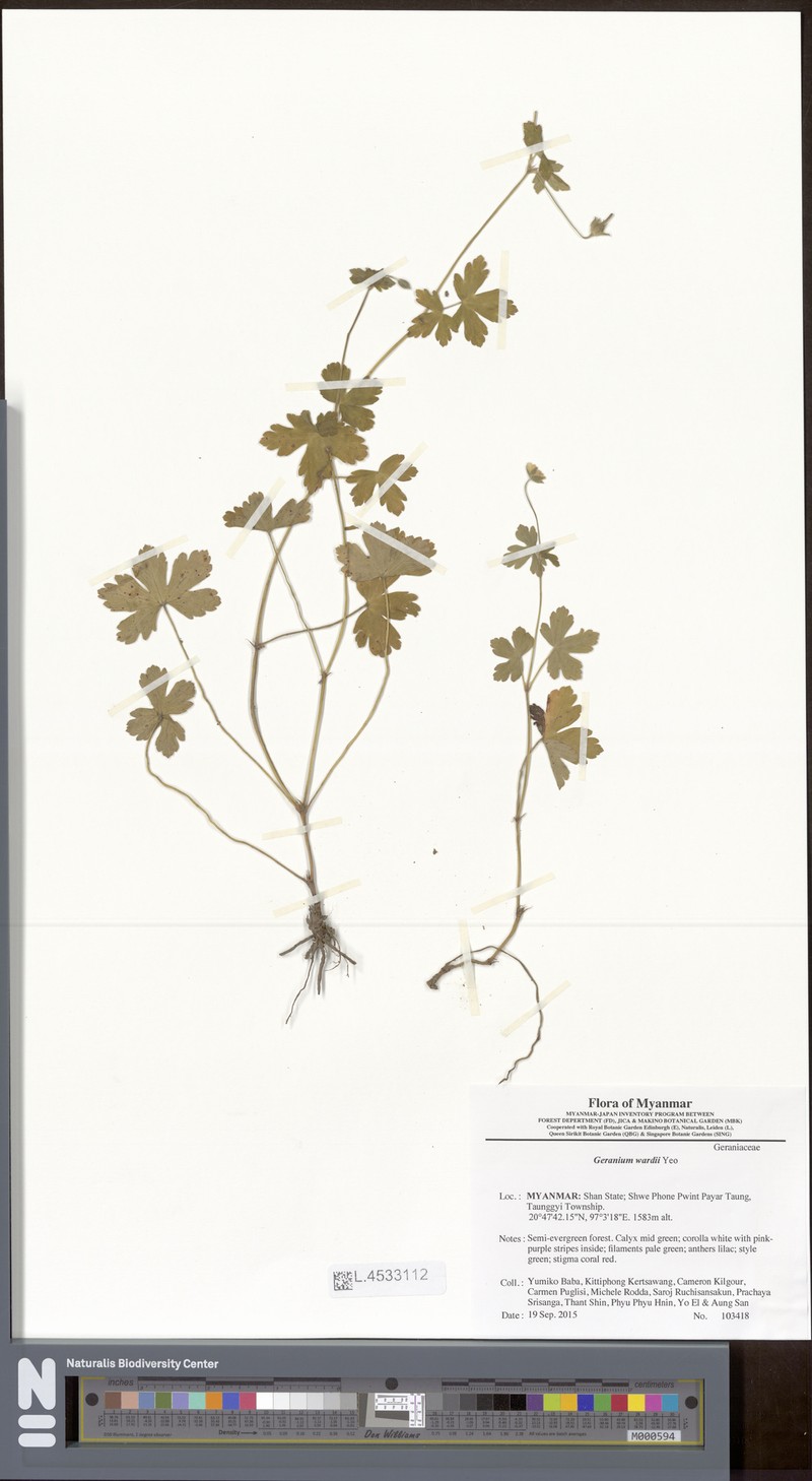 Geranium wardii photo 2