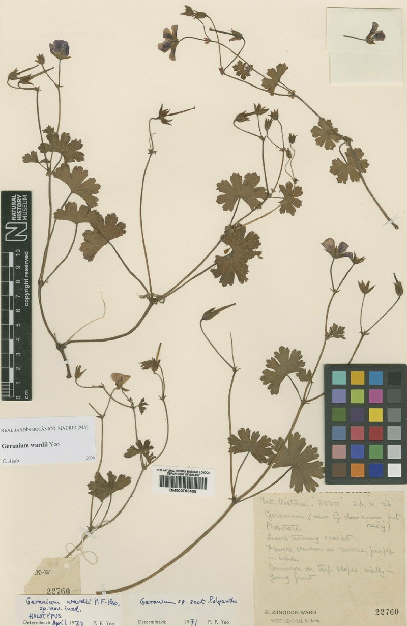 Geranium wardii photo 3