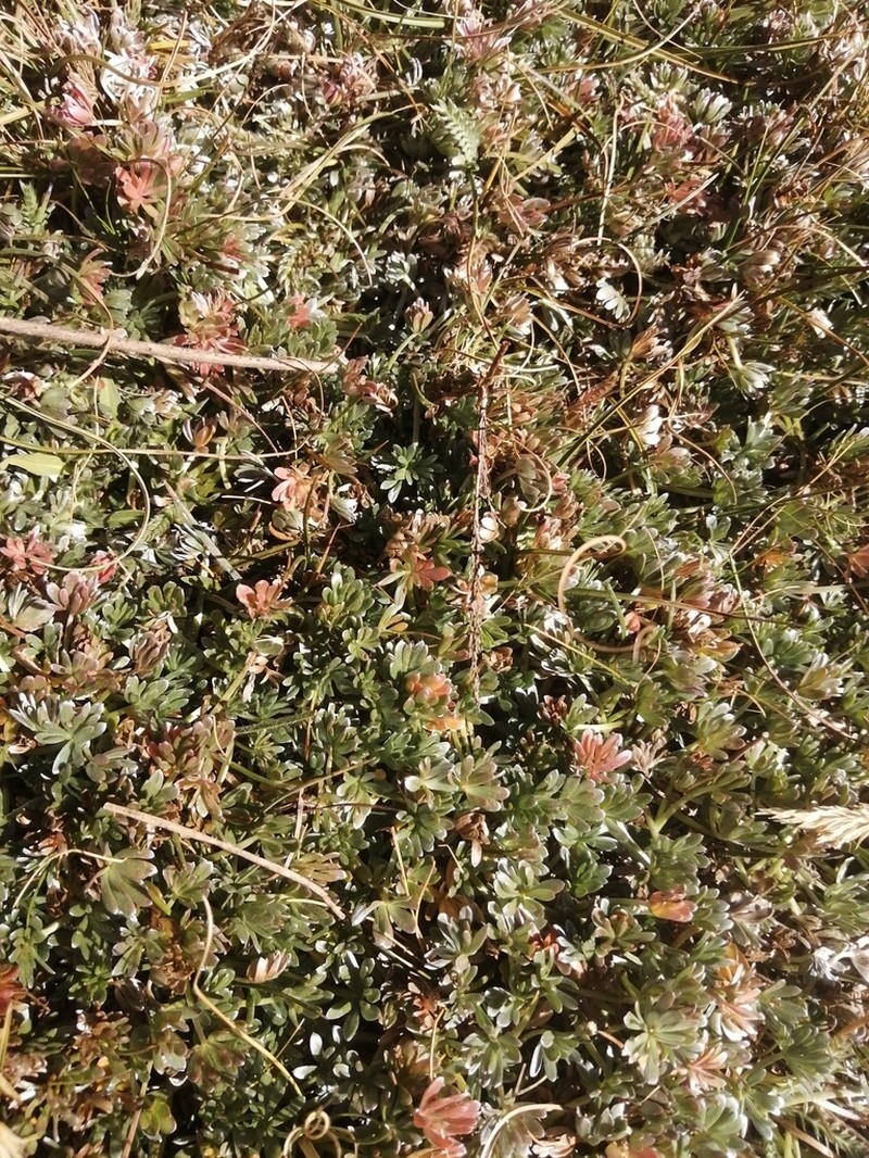 Geranium weddellii