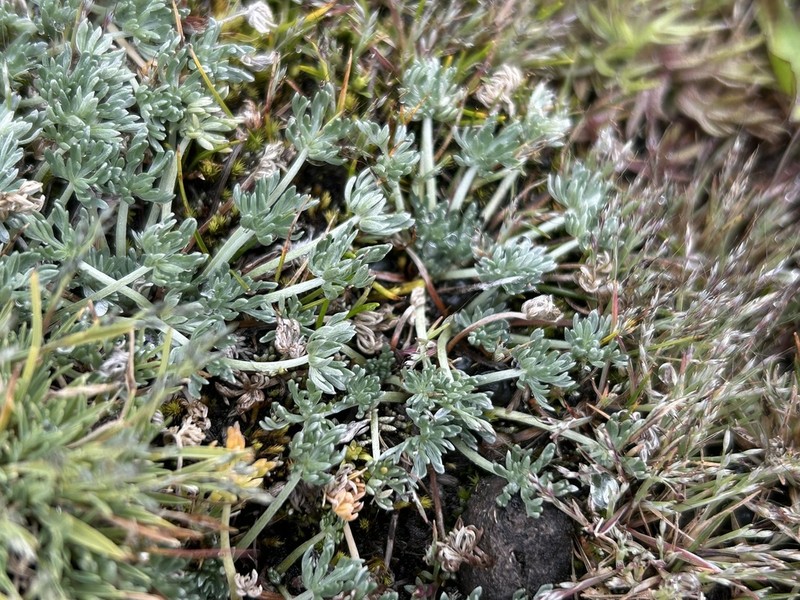 Geranium weddellii photo 2