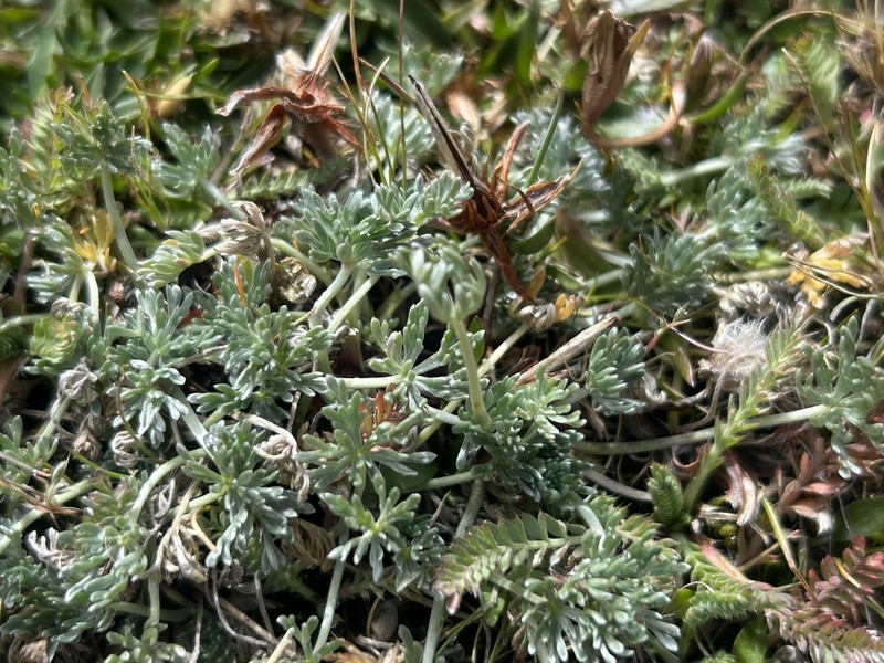 Geranium weddellii photo 3