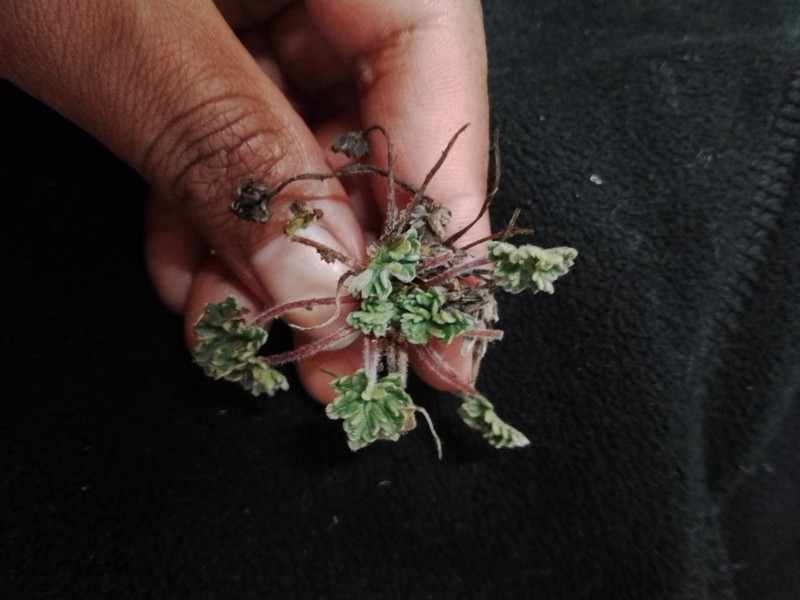 Geranium weddellii photo 5