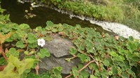 Geranium wilfordii