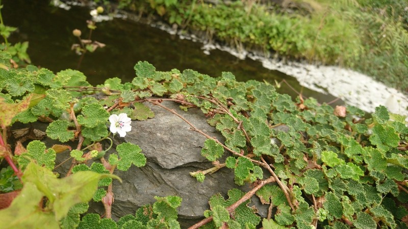 Geranium wilfordii
