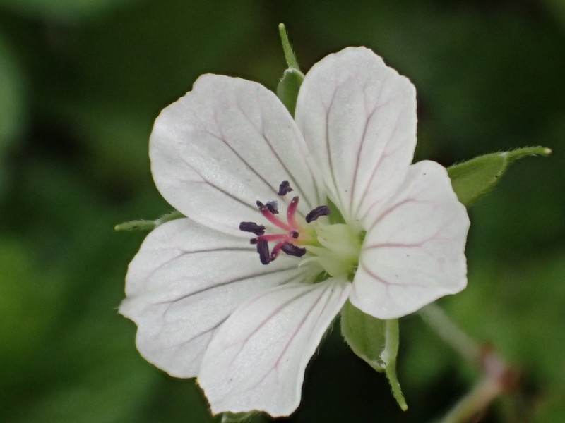 Geranium wilfordii photo 2