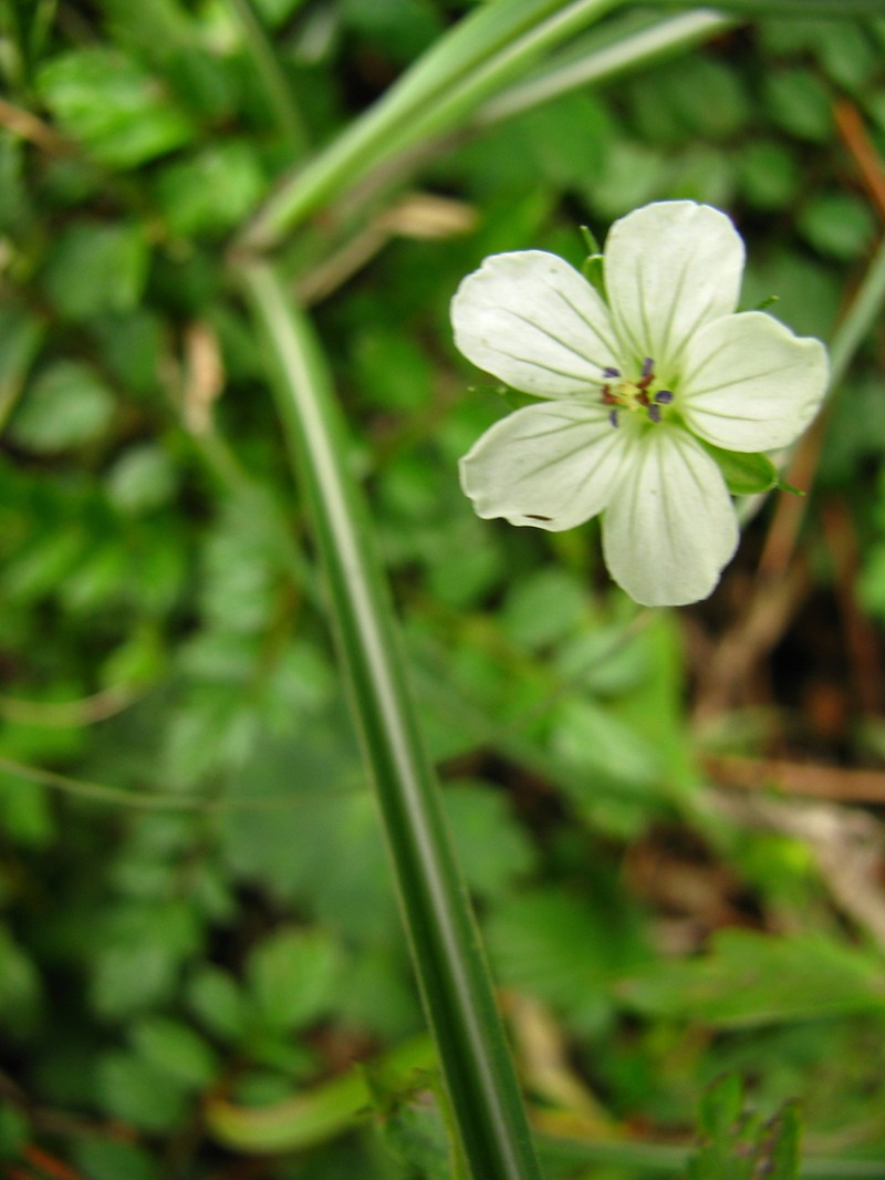 Geranium wilfordii photo 3