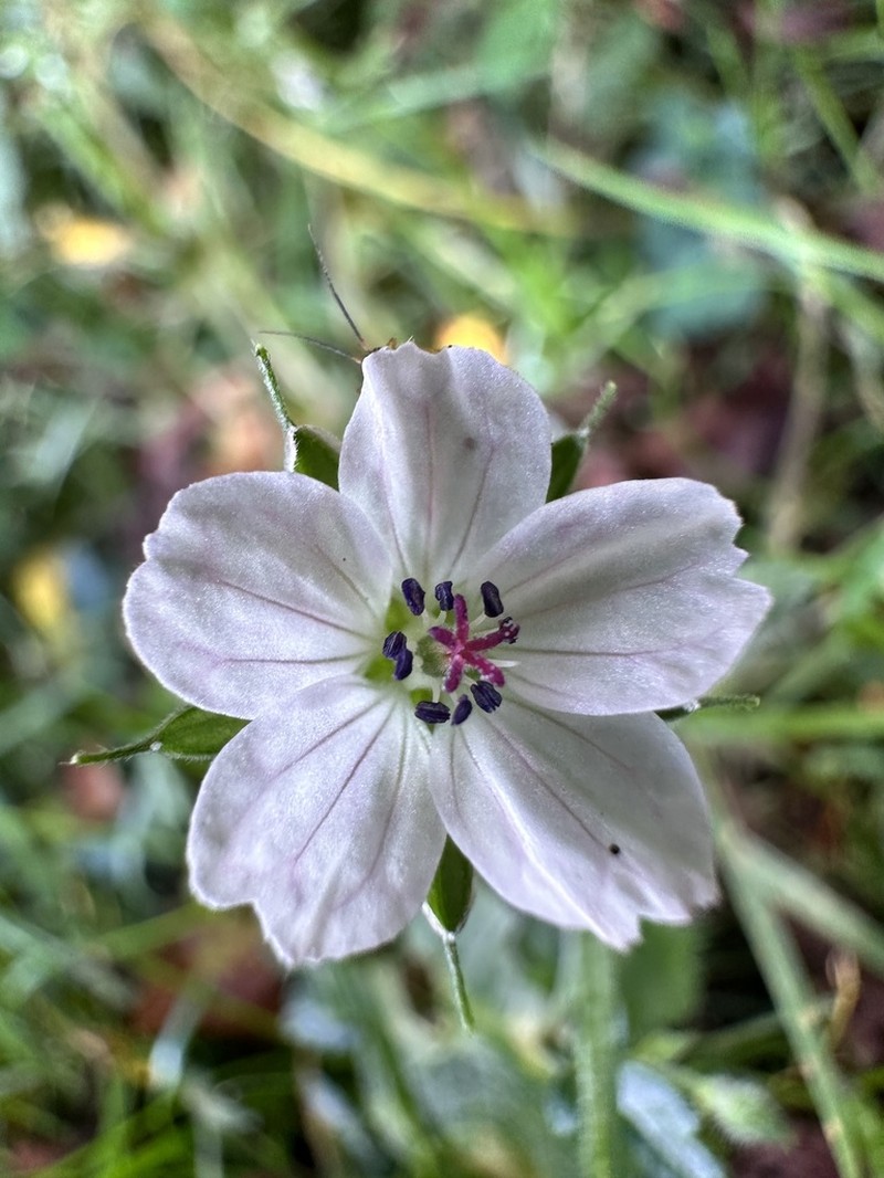 Geranium wilfordii photo 4
