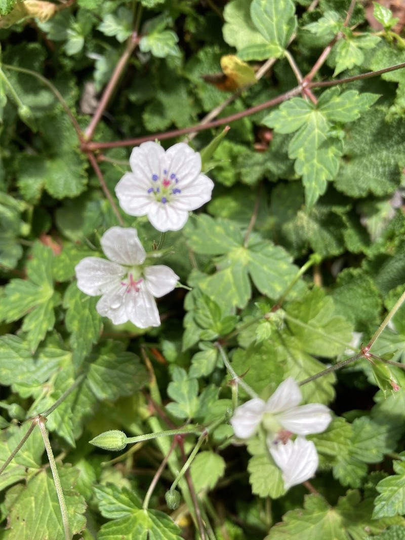 Geranium wilfordii photo 5
