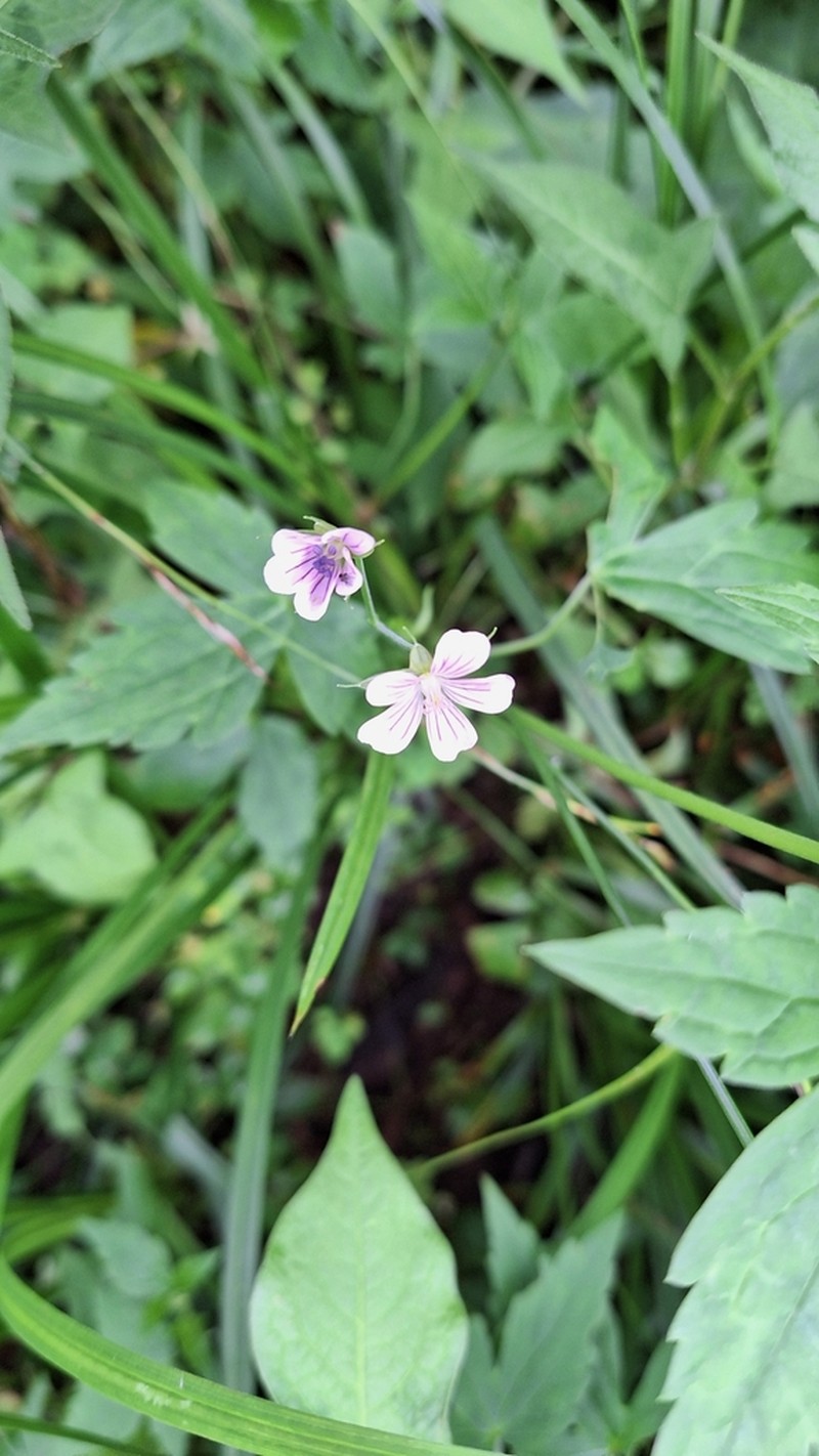 Geranium wilfordii photo 6