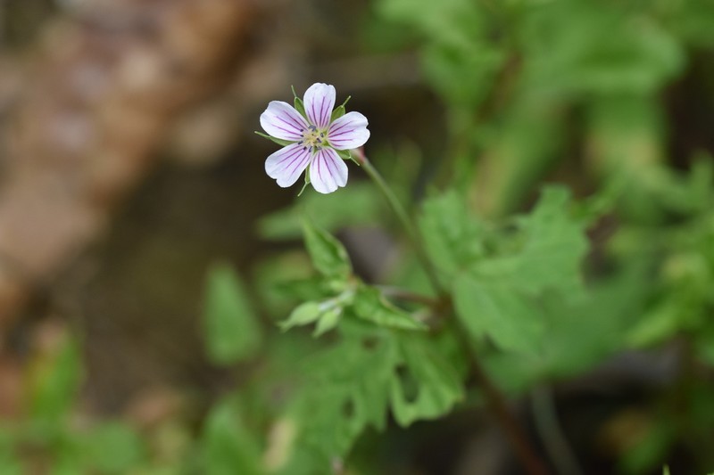 Geranium wilfordii photo 7