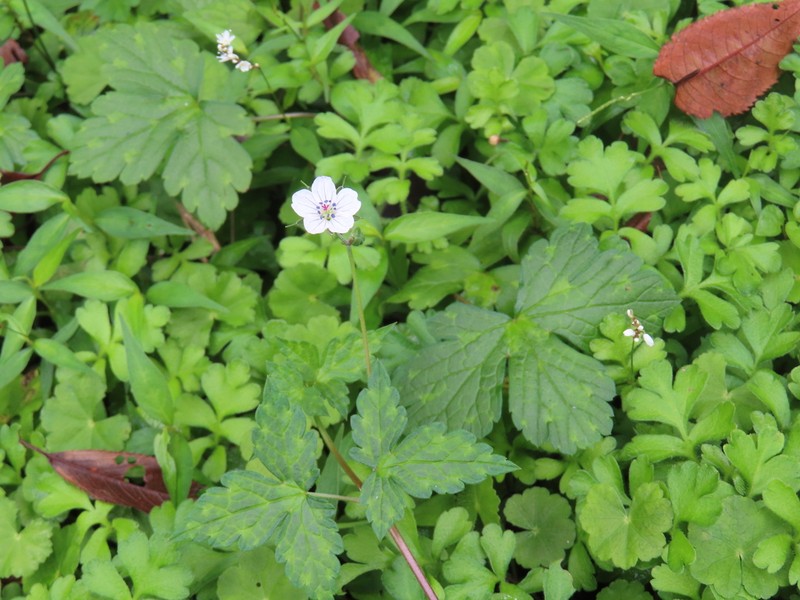 Geranium wilfordii photo 8