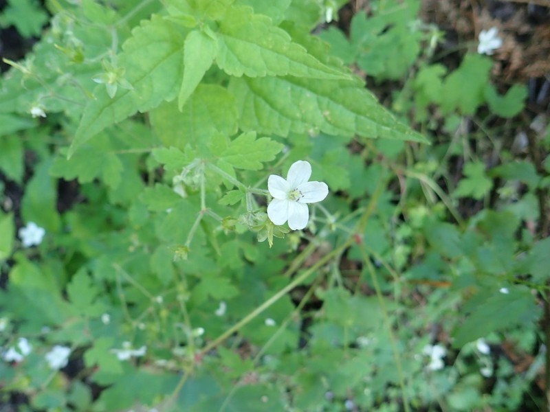 Huachuca Mountain Geranium