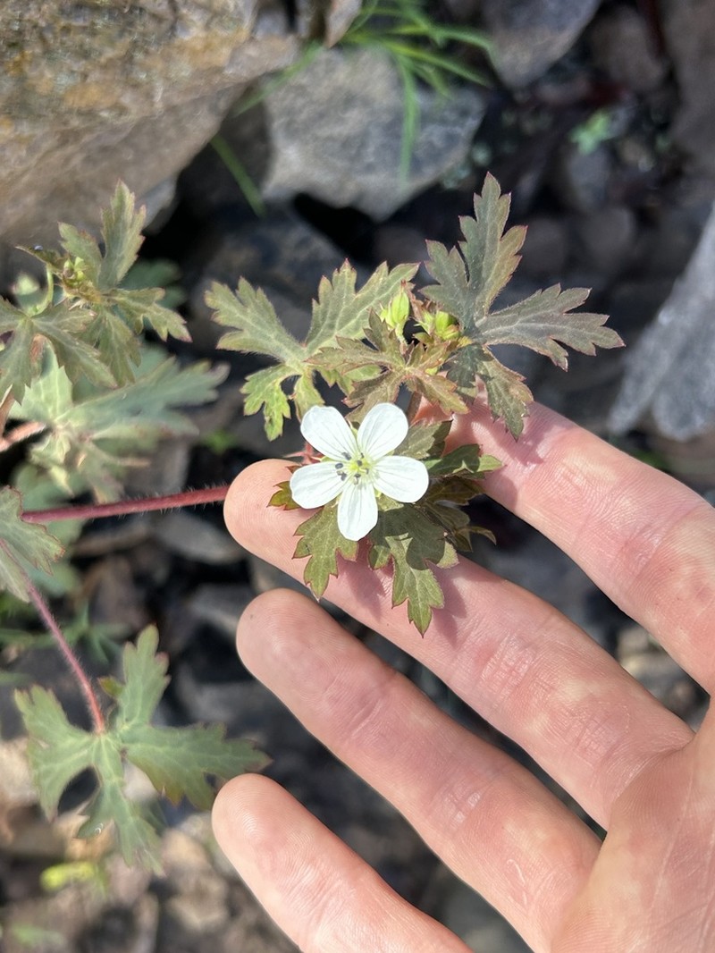 Huachuca Mountain Geranium photo 2