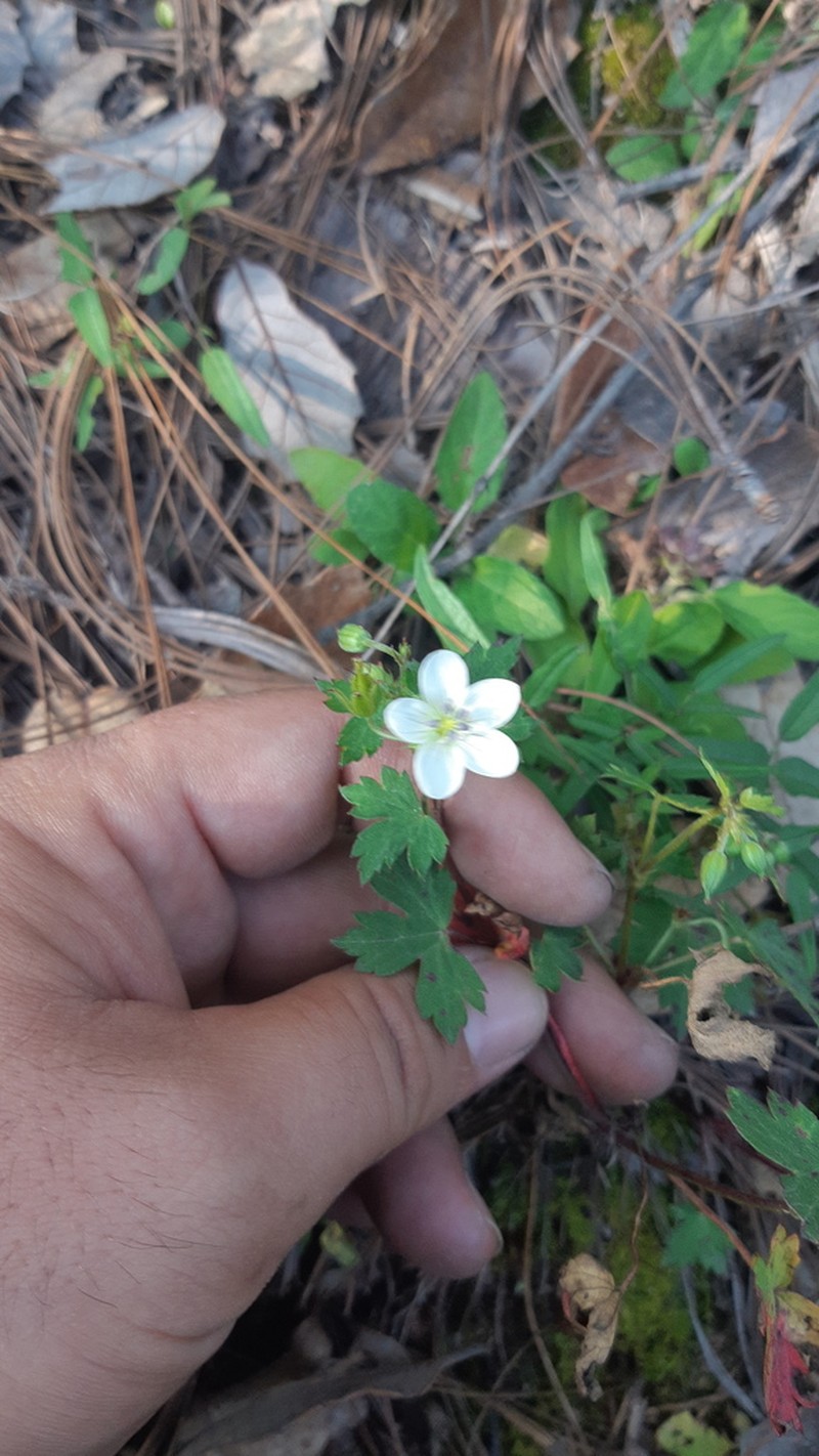 Huachuca Mountain Geranium photo 3