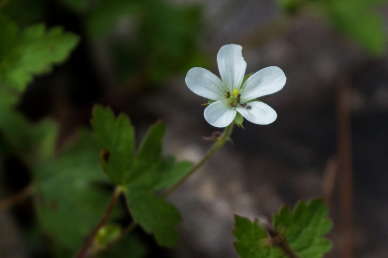 Huachuca Mountain Geranium photo 4