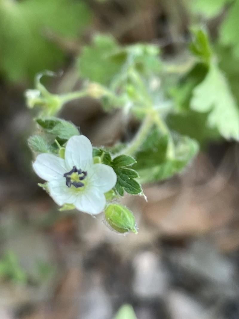 Huachuca Mountain Geranium photo 5