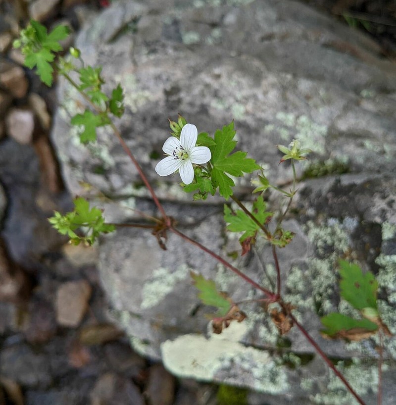 Huachuca Mountain Geranium photo 6