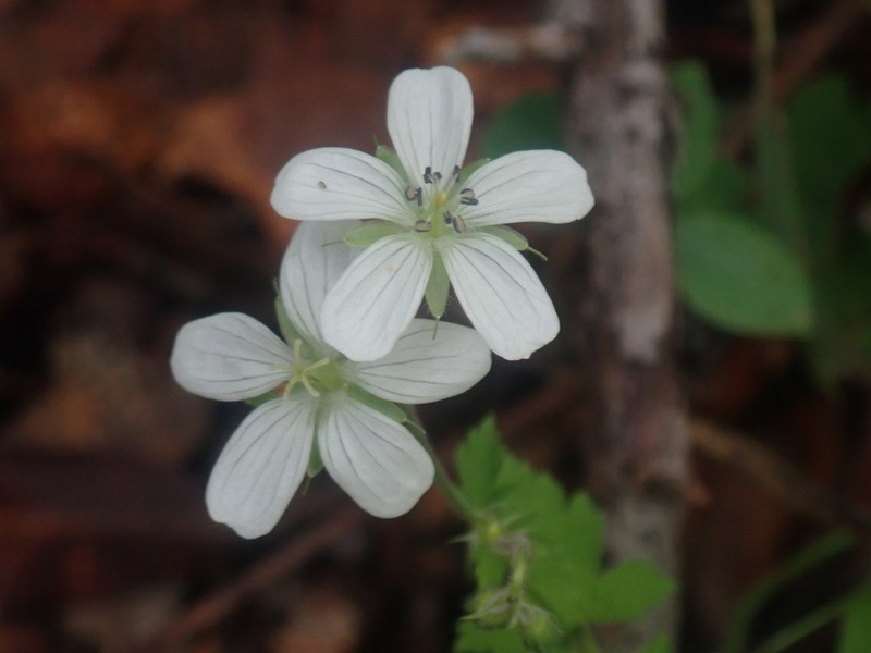 Huachuca Mountain Geranium photo 7