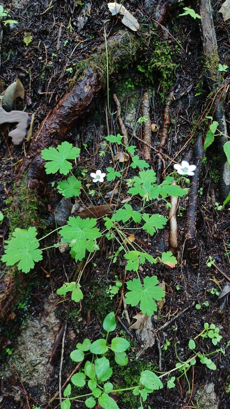 Huachuca Mountain Geranium photo 8