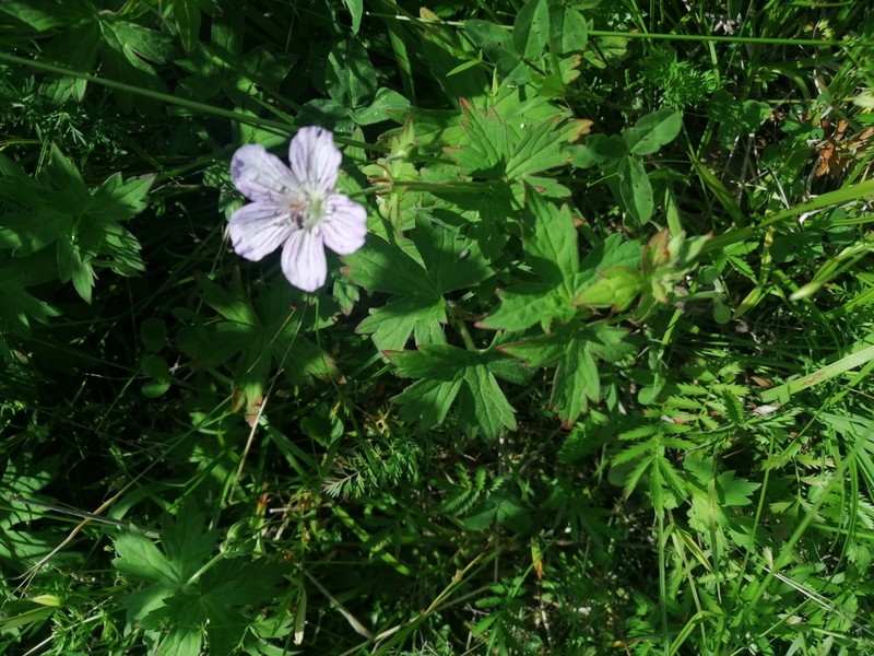 Geranium wlassovianum