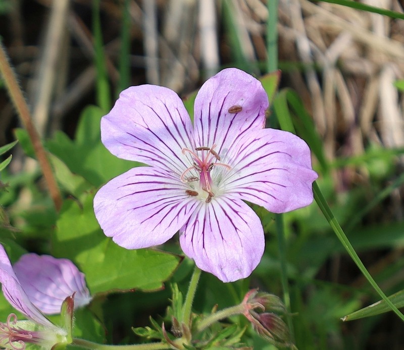 Geranium wlassovianum photo 2