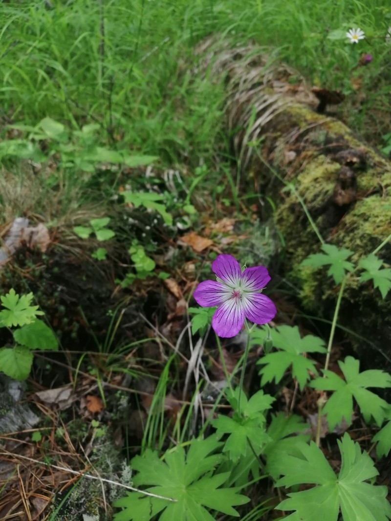 Geranium wlassovianum photo 3