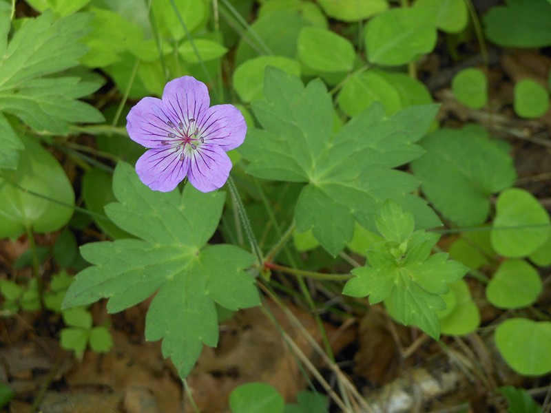 Geranium wlassovianum photo 4