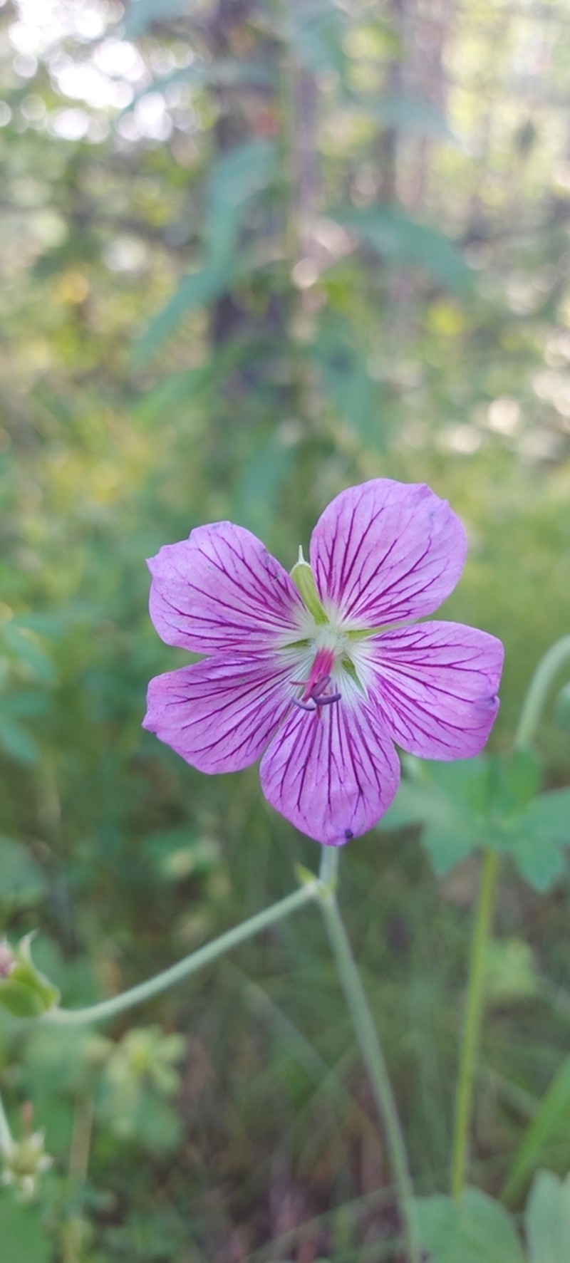 Geranium wlassovianum photo 5