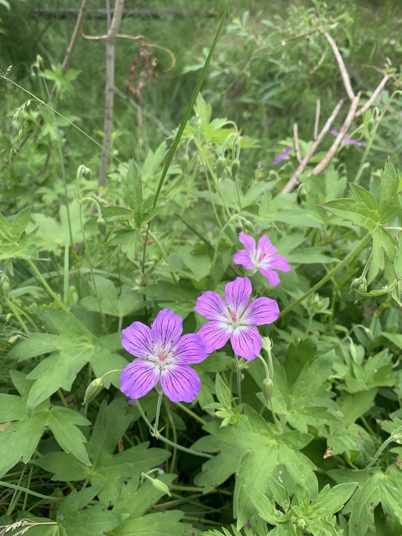 Geranium wlassovianum photo 6