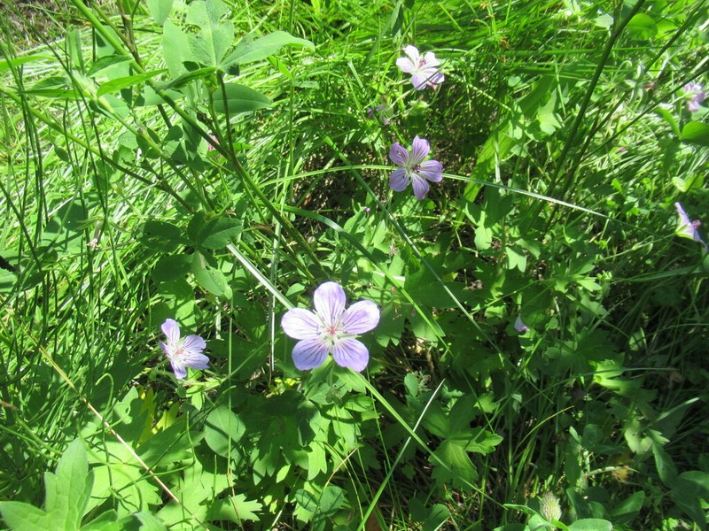 Geranium wlassovianum photo 8