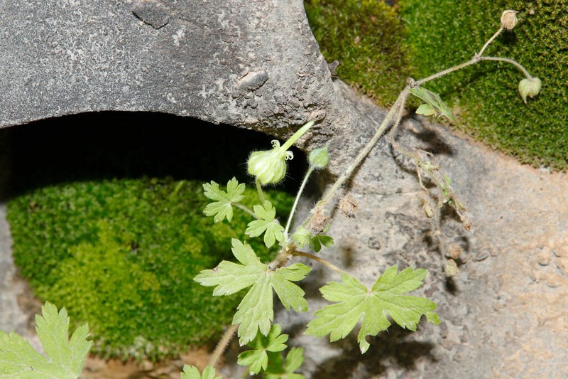 Geranium yemense