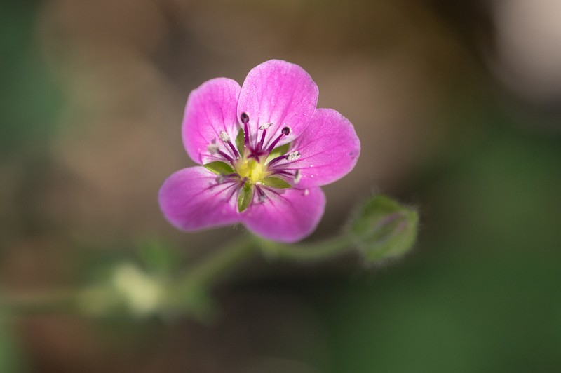 Geranium yemense photo 2